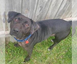 Mutt Dogs for adoption in Mankato, MN, USA