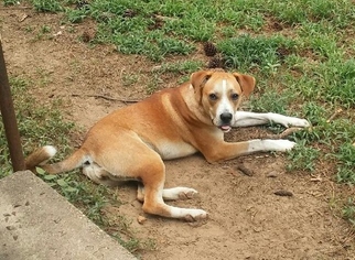 Labrador Retriever-Unknown Mix Dogs for adoption in Longview, TX, USA
