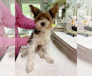 Mutt Dogs for adoption in Benton, LA, USA