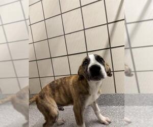 American Pit Bull Terrier-Unknown Mix Dogs for adoption in Pasadena, TX, USA
