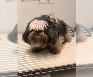 Shih Apso Dogs for adoption in Bakersfield, CA, USA