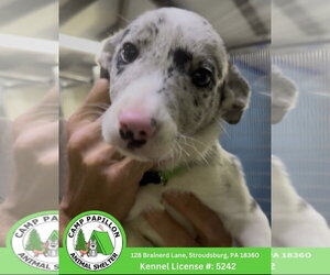 Border Collie-Unknown Mix Dogs for adoption in Stroudsburg, PA, USA
