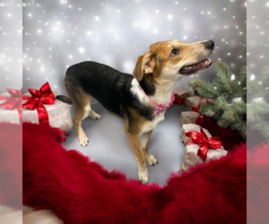 Mutt Dogs for adoption in Vail, AZ, USA