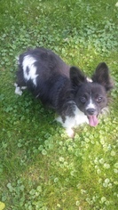 Papillon Dogs for adoption in Fargo, ND, USA
