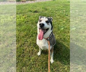 Siberian Husky-Unknown Mix Dogs for adoption in Louisville, KY, USA