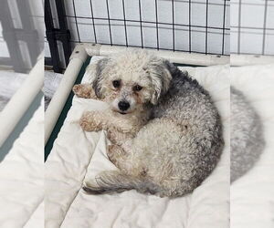 Poodle (Miniature)-Unknown Mix Dogs for adoption in Mukwonago, WI, USA