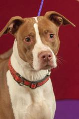 American Pit Bull Terrier Dogs for adoption in Johnson City, TN, USA