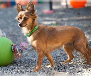 Chiranian Dogs for adoption in Anchorage, AK, USA