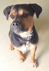 Rottweiler-American Pit Bull Terrier Dogs for adoption in Staten Island, NY, USA