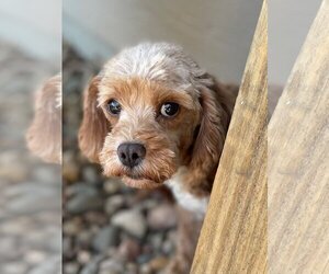 Cavapoo Dogs for adoption in Sioux Falls, SD, USA