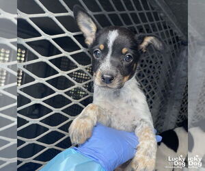 Mutt Dogs for adoption in Washington, DC, USA