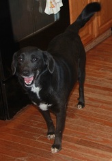 Labrador Retriever-Unknown Mix Dogs for adoption in Blakeslee, PA, USA