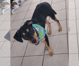 Labrador Retriever-Unknown Mix Dogs for adoption in Virginia Beach, VA, USA
