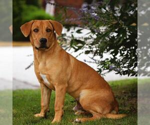 Pembroke Welsh Corgi Dogs for adoption in Decatur, GA, USA