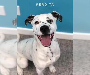 Dalmatian Dogs for adoption in Kendallville, IN, USA