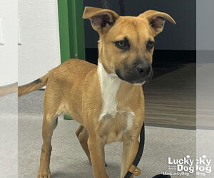 Mutt Dogs for adoption in Washington, DC, USA