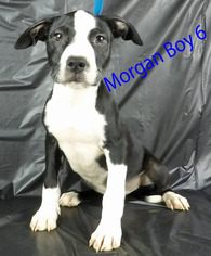 Rottweiler-American Pit Bull Terrier Dogs for adoption in Griffin, GA, USA