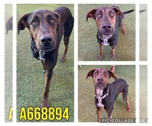 Labrador Retriever Dogs for adoption in San Antonio, TX, USA