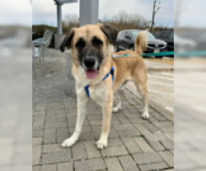 Small Anatolian Shepherd Mix