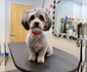 Lhasa Apso-Unknown Mix Dogs for adoption in Mission Viejo, CA, USA