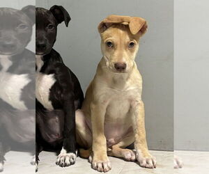 Labrador Retriever-Unknown Mix Dogs for adoption in Lakewood, CO, USA
