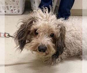 Maltese Dogs for adoption in Fremont, CA, USA