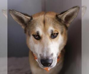 Gerberian Shepsky Dogs for adoption in San Antonio, TX, USA