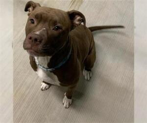 American Pit Bull Terrier Dogs for adoption in Canfield, OH, USA