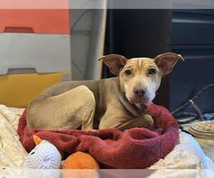 Mutt Dogs for adoption in Raleigh, NC, USA