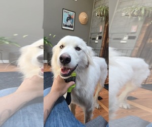 Great Pyrenees-Unknown Mix Dogs for adoption in Rochester, NY, USA