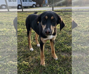 Australian Shepherd-Unknown Mix Dogs for adoption in Pacolet, SC, USA