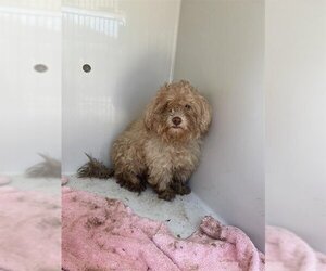 Havanese Dogs for adoption in Houston, TX, USA