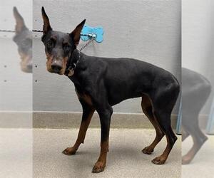 Doberman Pinscher-Unknown Mix Dogs for adoption in Las Vegas, NV, USA