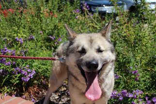 Norwegian Elkhound-Siberian Husky Mix Dogs for adoption in Walnut Creek, CA, USA