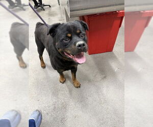 Rottweiler Dogs for adoption in Forestville, MD, USA