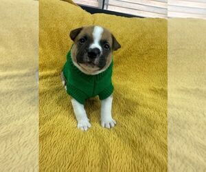 Mutt Dogs for adoption in Oakland Park , FL, USA