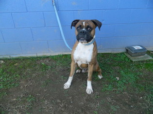 Boxer Dogs for adoption in Randleman, NC, USA