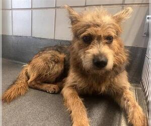 Mutt Dogs for adoption in San Antonio, TX, USA