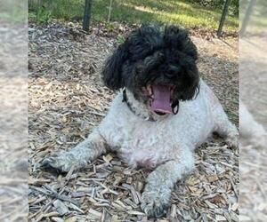 ShihPoo Dogs for adoption in Rustburg, VA, USA