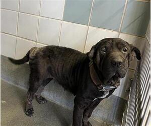 American Staffordshire Terrier Dogs for adoption in San Antonio, TX, USA