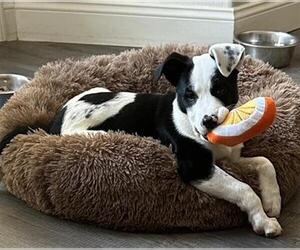 American Pit Bull Terrier-Border Collie Mix Dogs for adoption in Stockton, CA, USA