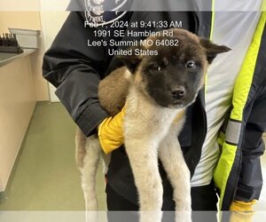 Akita Dogs for adoption in Lee's Summit, MO, USA