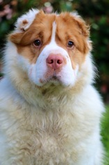 Australian Shepherd-Chinese Shar-Pei Mix Dogs for adoption in El Cajon, CA, USA