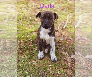 Labrador Retriever-Unknown Mix Dogs for adoption in Ball Ground, GA, USA