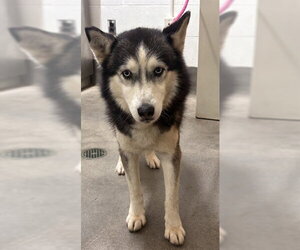 Siberian Husky Dogs for adoption in Forestville, MD, USA