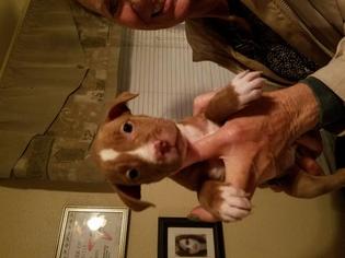 Medium Photo #1 Boxador Puppy For Sale in Lemoore, CA, USA