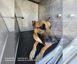 Mutt Dogs for adoption in San Antonio, TX, USA