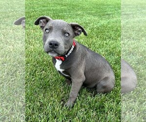 American Pit Bull Terrier Dogs for adoption in Laramie, WY, USA