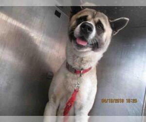 Akita Dogs for adoption in Oklahoma City, OK, USA