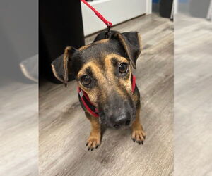 Mutt Dogs for adoption in Stanhope, NJ, USA